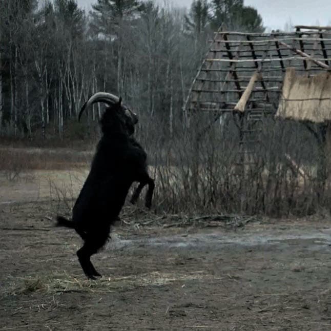 Black Phillip Goat standing on his two hind legs